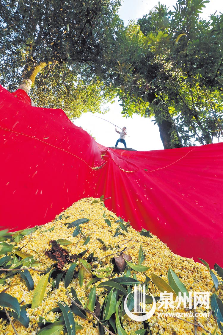 安溪虎邱芳亭,农户打桂花。(张九强 摄) 安溪虎邱芳亭,农户打桂花。(张九强 摄)