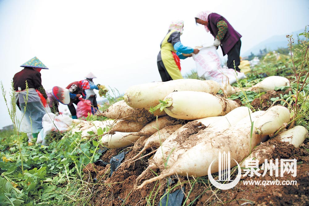 惠安黄塘拔萝卜 惠安黄塘拔萝卜