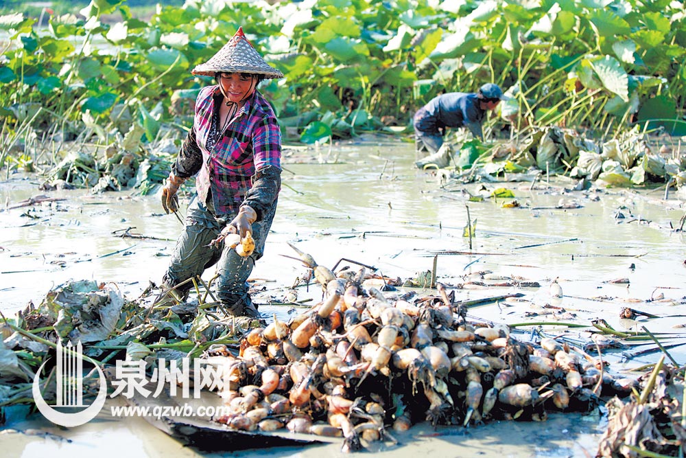晋江洋埭挖莲藕 晋江洋埭挖莲藕