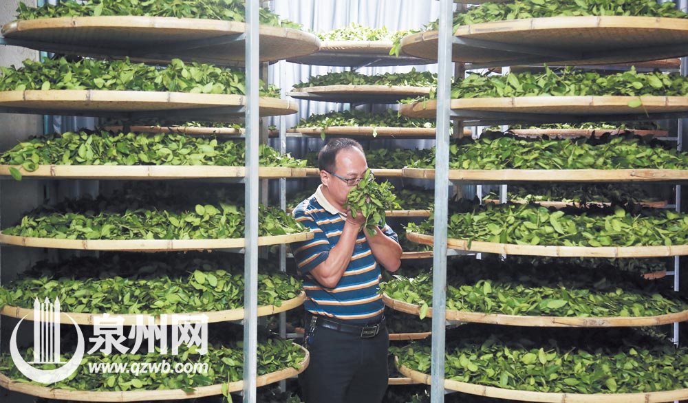 闻闻晾青的鲜叶,清香之气沁人心脾。 闻闻晾青的鲜叶,清香之气沁人心脾。