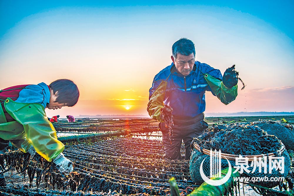 近40年来，蔡清富、蔡丽勉夫妇终年在滩涂上劳作，养殖的紫菜走进千家万户。