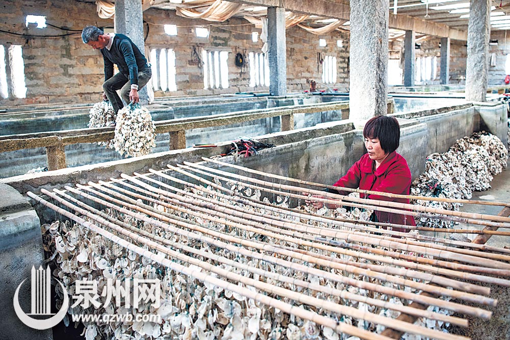 在育苗池中吊挂贝壳，为紫菜孢子生长建造一个家。