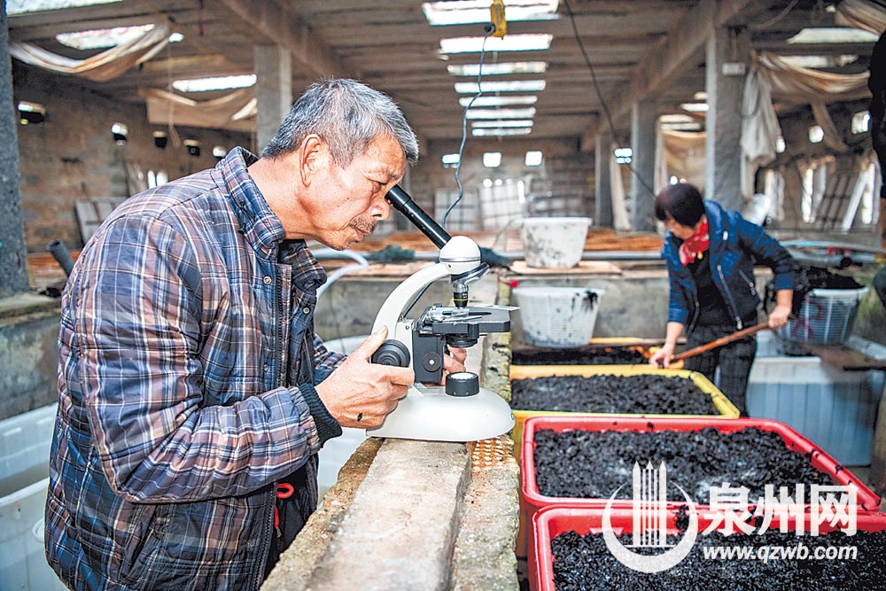 用显微镜观察紫菜孢子的发育情况