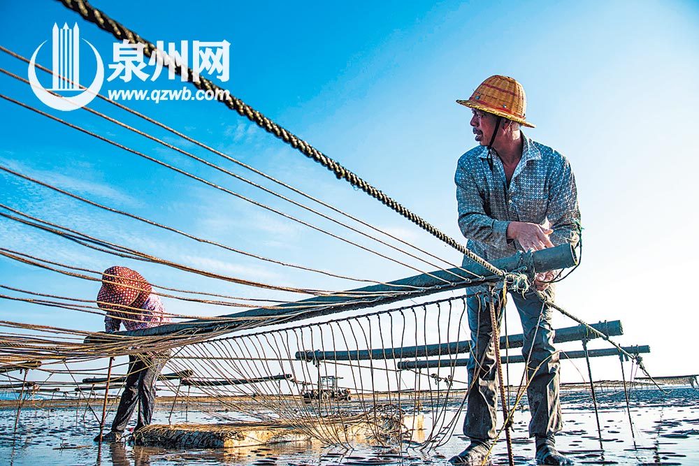 在滩涂上搭设棚架