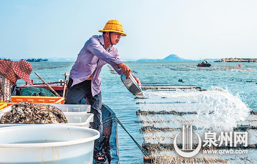 将带有紫菜菌苗的水泼到棚架上，让菌苗在此生长。