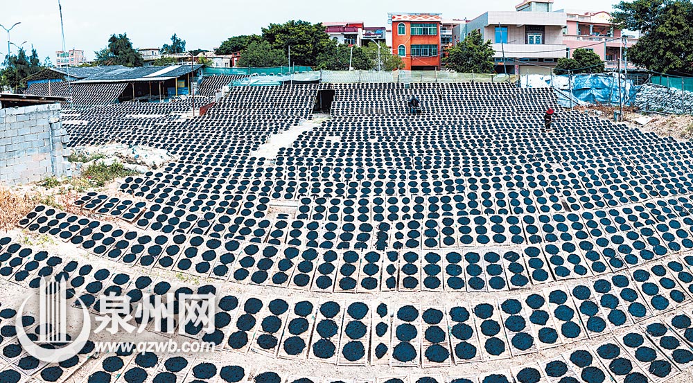 壮观的晾晒场面散发着丰收的气息