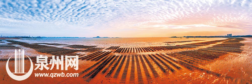 夕阳下的滩涂上，养殖紫菜的棚架排列开来，犹如金色乐章。