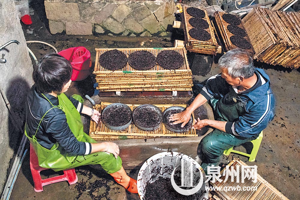 采摘的紫菜压成饼状以便晾晒