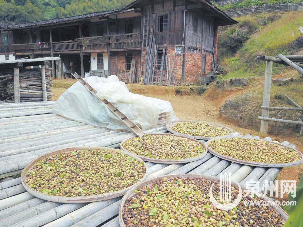 昔洪水过处 油茶又飘香 昔洪水过处 油茶又飘香
