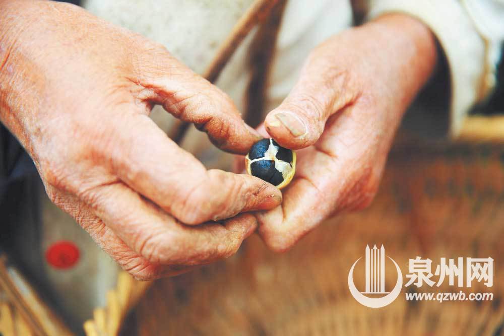 昔洪水过处 油茶又飘香 昔洪水过处 油茶又飘香