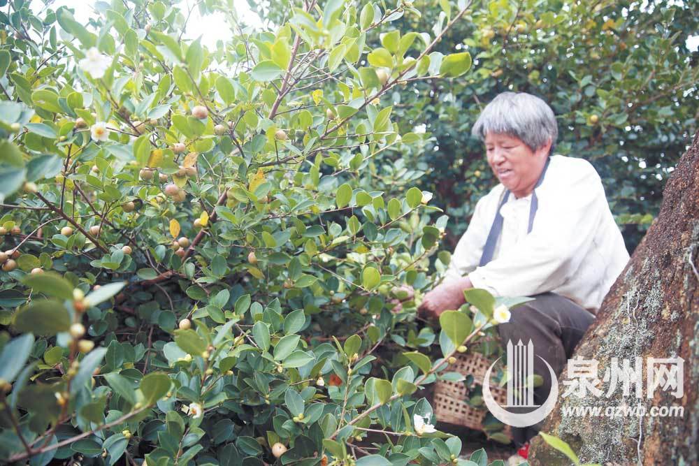 昔洪水过处 油茶又飘香 昔洪水过处 油茶又飘香