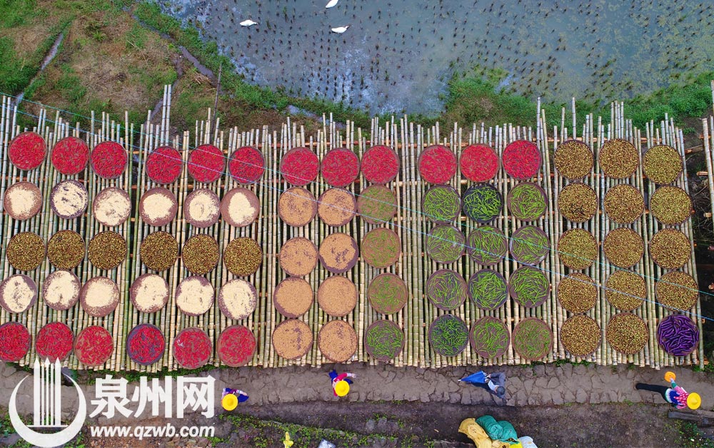 每年深秋，丁荣的银杏黄时，总能吸引来各地游客。