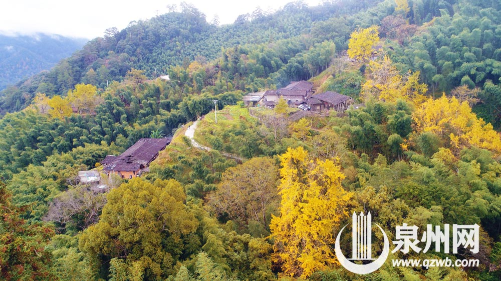 每年深秋，丁荣的银杏黄时，总能吸引来各地游客。