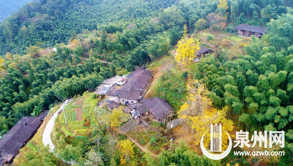 每年深秋，丁荣的银杏黄时，总能吸引来各地游客。