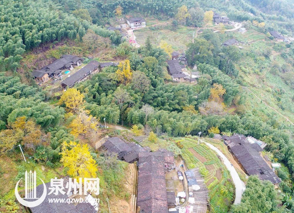 每年深秋，丁荣的银杏黄时，总能吸引来各地游客。