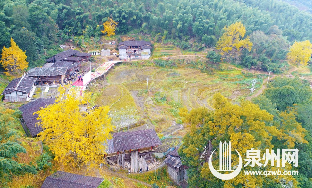 每年深秋，丁荣的银杏黄时，总能吸引来各地游客。