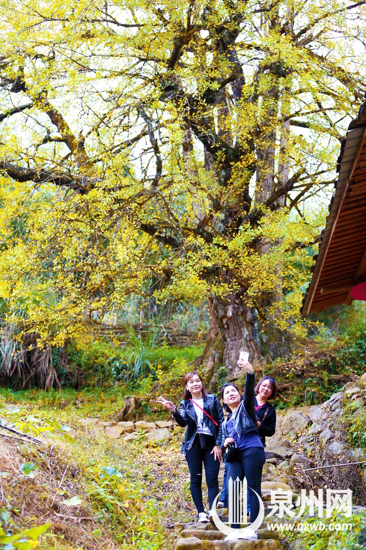 每年深秋，丁荣的银杏黄时，总能吸引来各地游客。