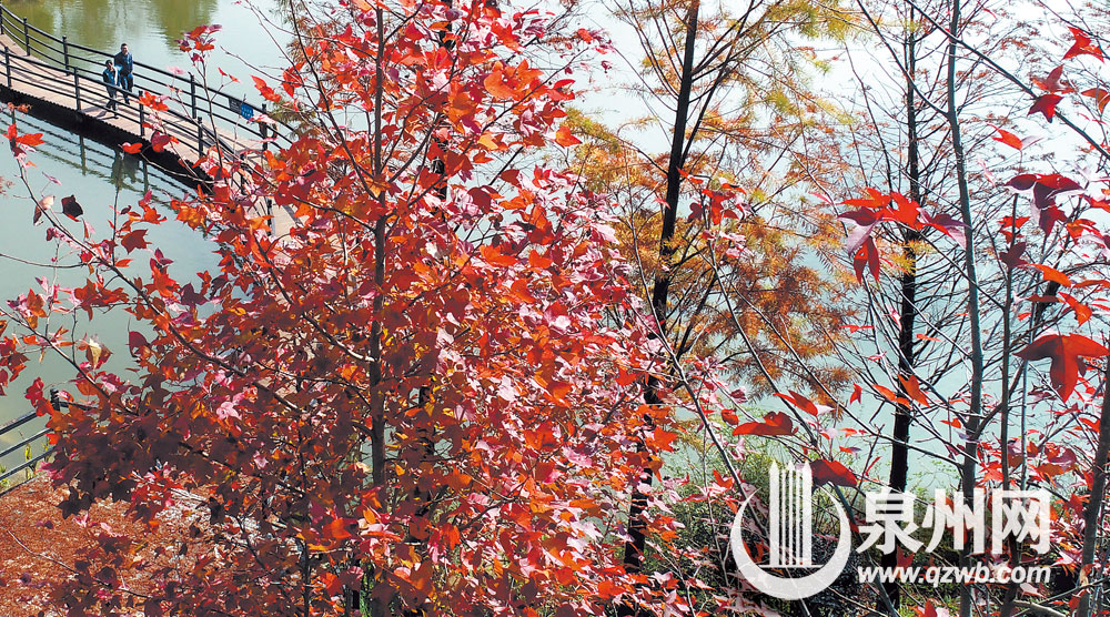 图为游客在赤水镇观赏枫叶。