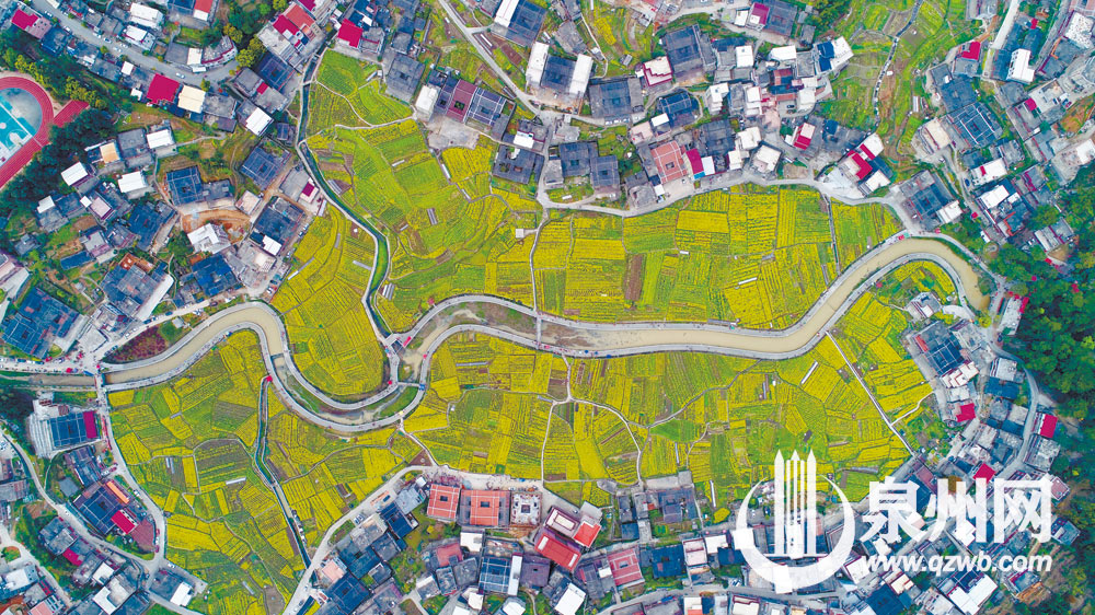 漫山遍野的油菜花，是一种美。