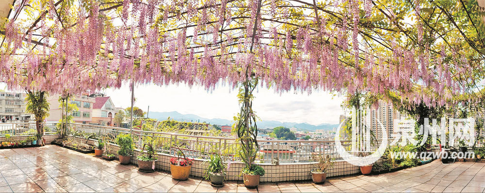 紫藤花缠绕小楼编织出一张巨大的“藤网”