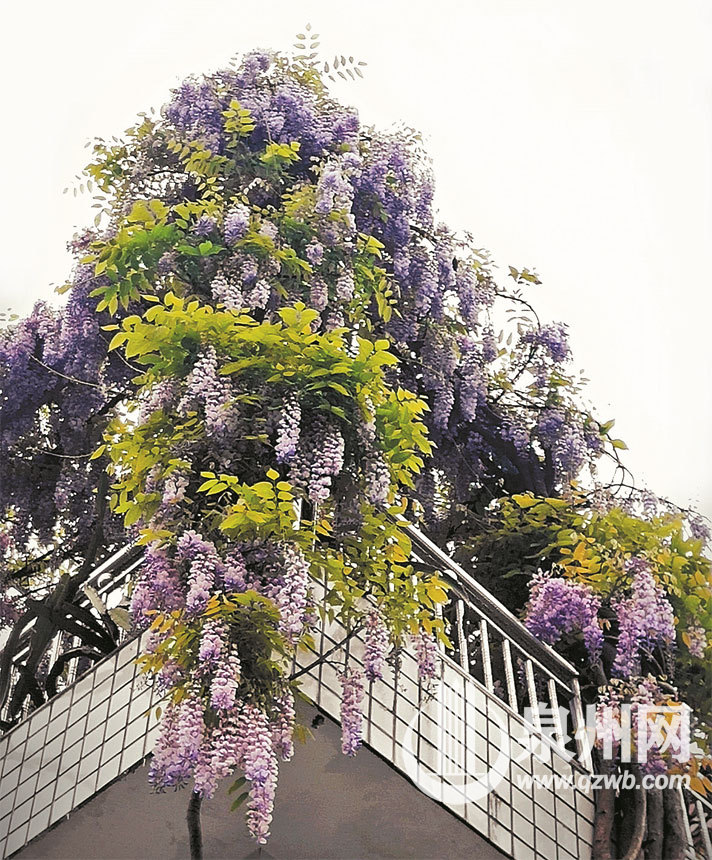 一团团一簇簇的紫藤花