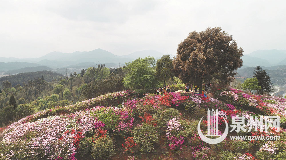 图为无人机拍摄的游客在德化县唐寨山观赏盛放的杜鹃花