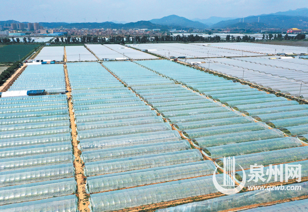 大棚里的甜瓜生长在这个播种希望的季节