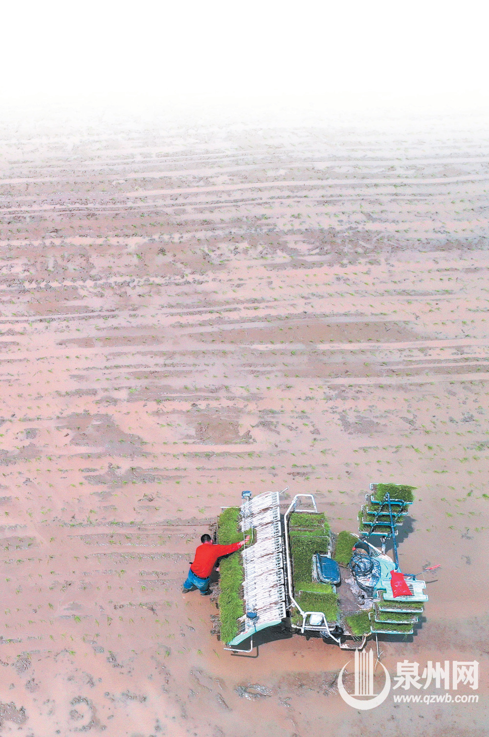 插秧机正在田间“大显身手”