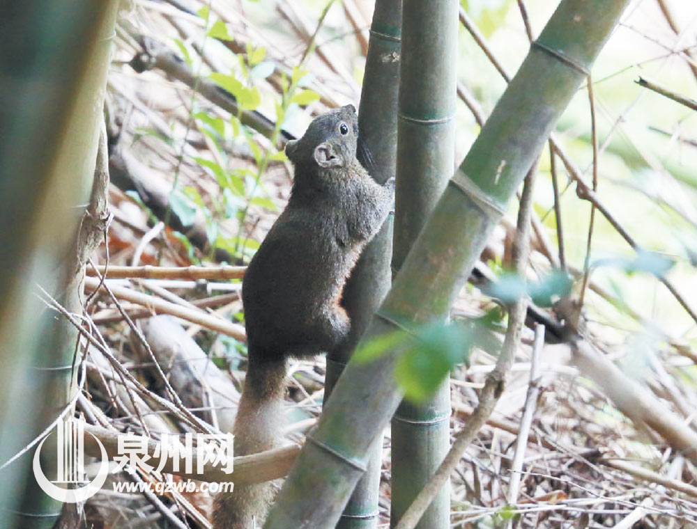 日前在德化城区郊外公园里拍摄的松鼠活动踪影