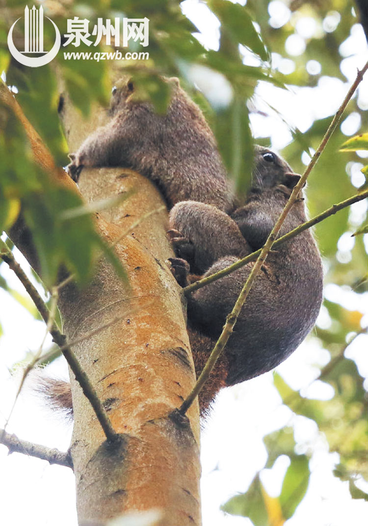 日前在德化城区郊外公园里拍摄的松鼠活动踪影