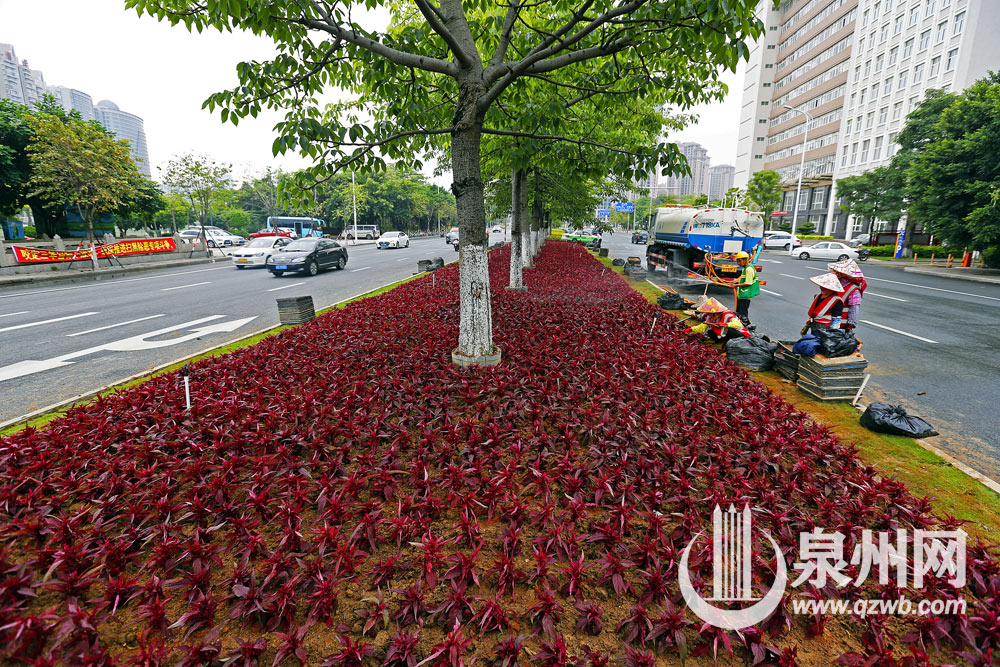 11万株孔雀草和赤壁鸡冠美化泉州市丰海路