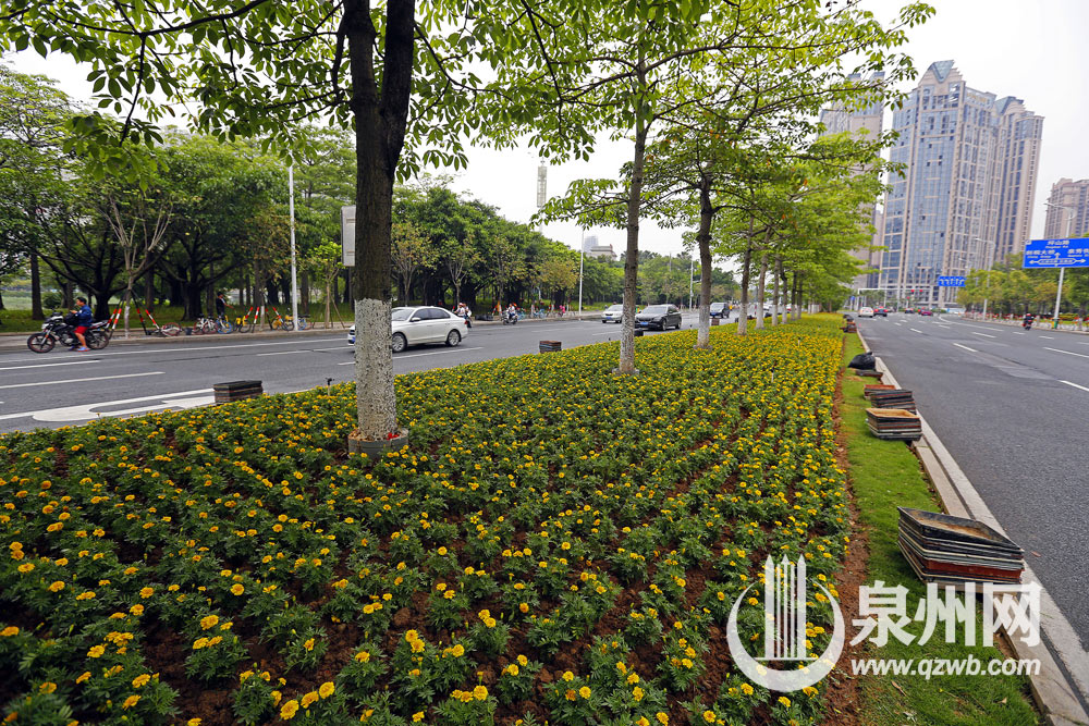 11万株孔雀草和赤壁鸡冠美化泉州市丰海路