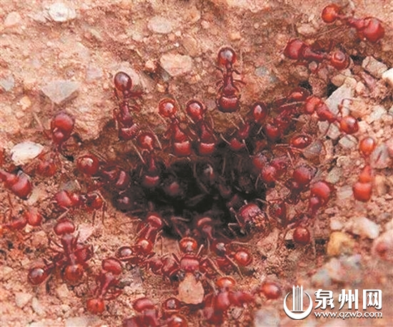 红火蚁 红火蚁