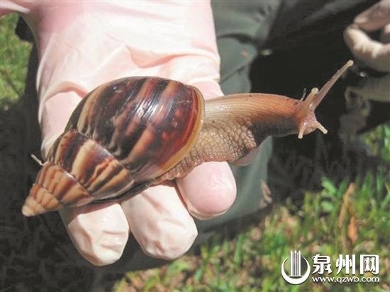 非洲大蜗牛 非洲大蜗牛