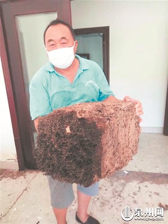 市区发现大型白蚁窝 (吴嘉晓/摄) 市区发现大型白蚁窝 (吴嘉晓/摄)