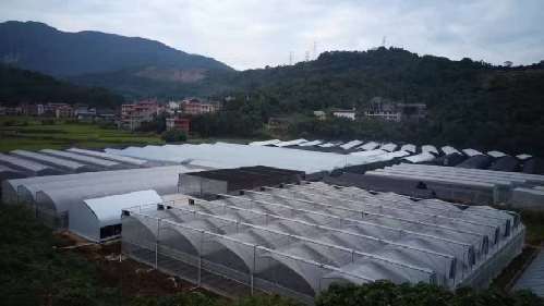 一步一个脚印,曾仲明的食用菌栽培事业发展日益兴旺 一步一个脚印,曾仲明的食用菌栽培事业发展日益兴旺
